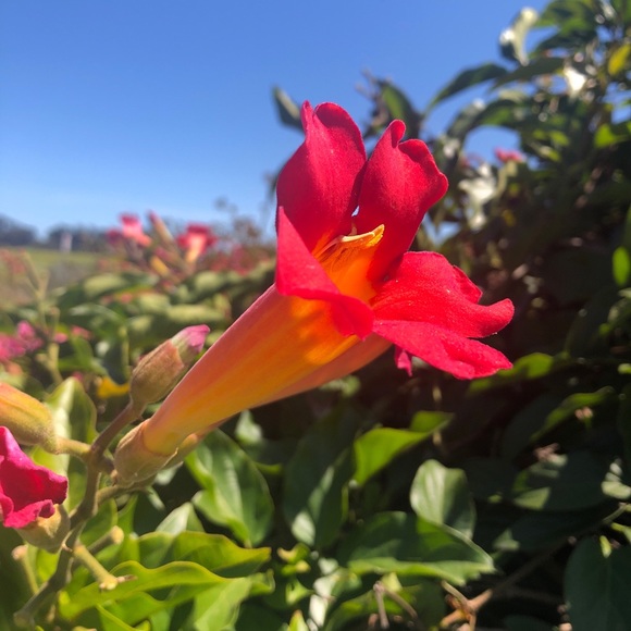 Meet your Posher, K. - Picture 2 of 6